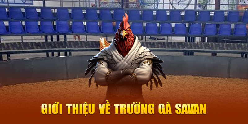 Giới thiệu về trường gà Savan